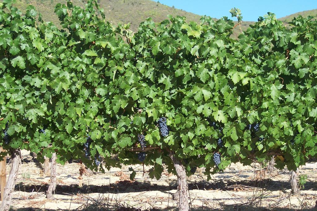 Sonklip Hotel Stellenbosch Kültér fotó