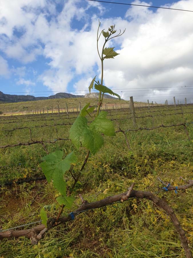 Sonklip Hotel Stellenbosch Kültér fotó